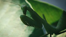 绿色螳螂局部图片下载