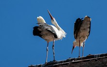屋顶两只白鹤图片下载