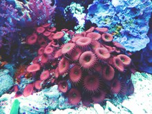 红色海底珊瑚图片下载