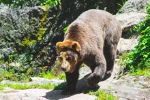 体型庞大的棕熊高清图片