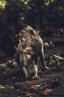 母猴带小猴图片下载