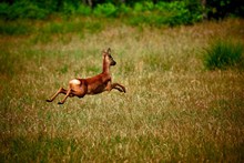 鹿跳跃的高清图片