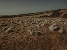 草原上的绵羊高清图片
