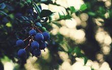 树上成熟蓝莓图片素材