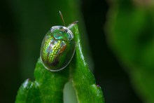 绿色瓢虫图片下载