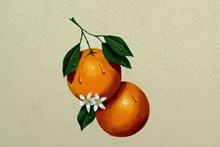 橙子油画高清图片