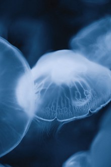 白色海月水母高清图