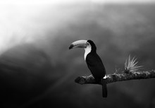 黑白巨嘴鸟精美图片