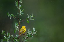 可爱黄色雀鸟图片