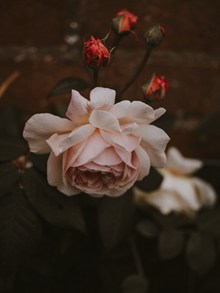淡粉色玫瑰花唯美图片下载