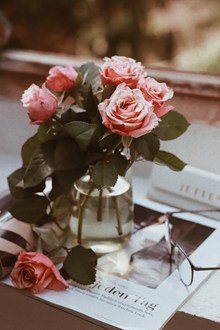水培粉色玫瑰花高清图片