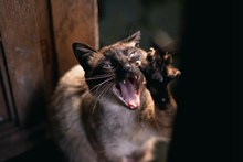 泰国纯种暹罗猫的精美图片