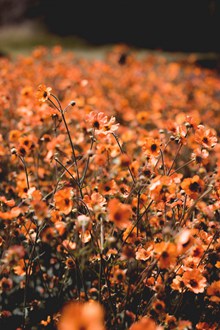 橙色花朵花丛 橙色花朵花丛大全高清图片
