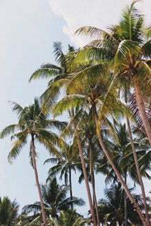高大椰子树 高大椰子树大全高清图片