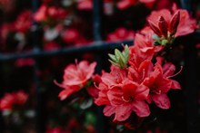 鲜艳红色花朵 鲜艳红色花朵大全图片