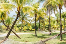 椰子树林风景图片大全