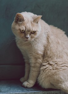 白色英国短毛猫高清图片
