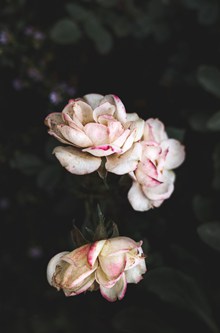 白色枯萎玫瑰花图片大全