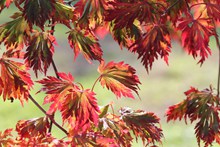 秋天红树叶摄影图片大全