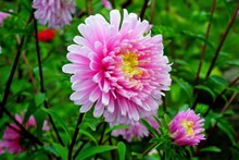 粉色翠菊花朵高清图片