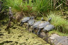 池塘小乌龟精美图片