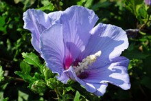 紫色芙蓉花朵精美图片