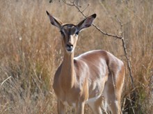 野生斑羚羊精美图片