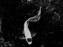 观赏鲤鱼黑白精美图片