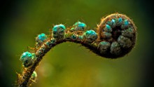 野生蕨类植物高清图片下载