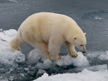 北极白熊高清图