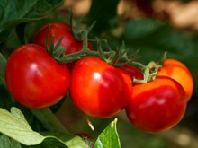 新鲜红色番茄高清图