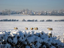 雪地里的羊群高清图片
