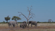 户外野生大象群图片下载