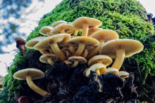 树上白色蘑菇图片素材