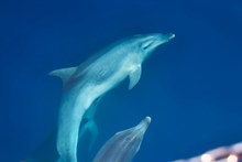 海底可爱海豚高清图片