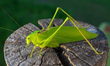 绿色蝗虫蚂蚱图片大全