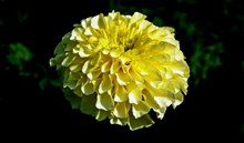 黄色万寿菊花朵特写精美图片