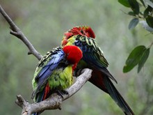 南澳大利亚鹦鹉图片素材