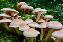 森林草地菌菇精美图片