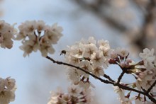 樱花枝白色樱花摄影高清图