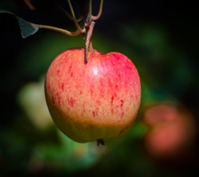 红色大苹果摄影图片