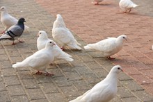 一群白色鸽子图片素材