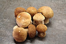 牛肝菌蘑菇苞图片下载