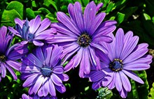 紫色野菊花花朵高清图