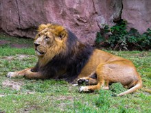 动物园大狮子图片下载