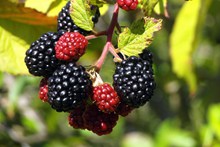 黑莓浆果成熟高清图片