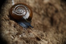 地面蜗牛爬行精美图片