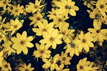 黄色菊芋花海图片下载