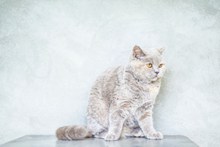 忧郁的灰色猫咪高清图片