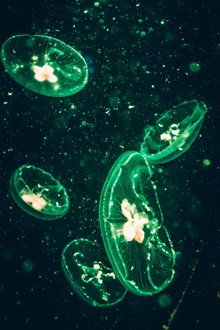 发出绿色荧光的水母图片素材